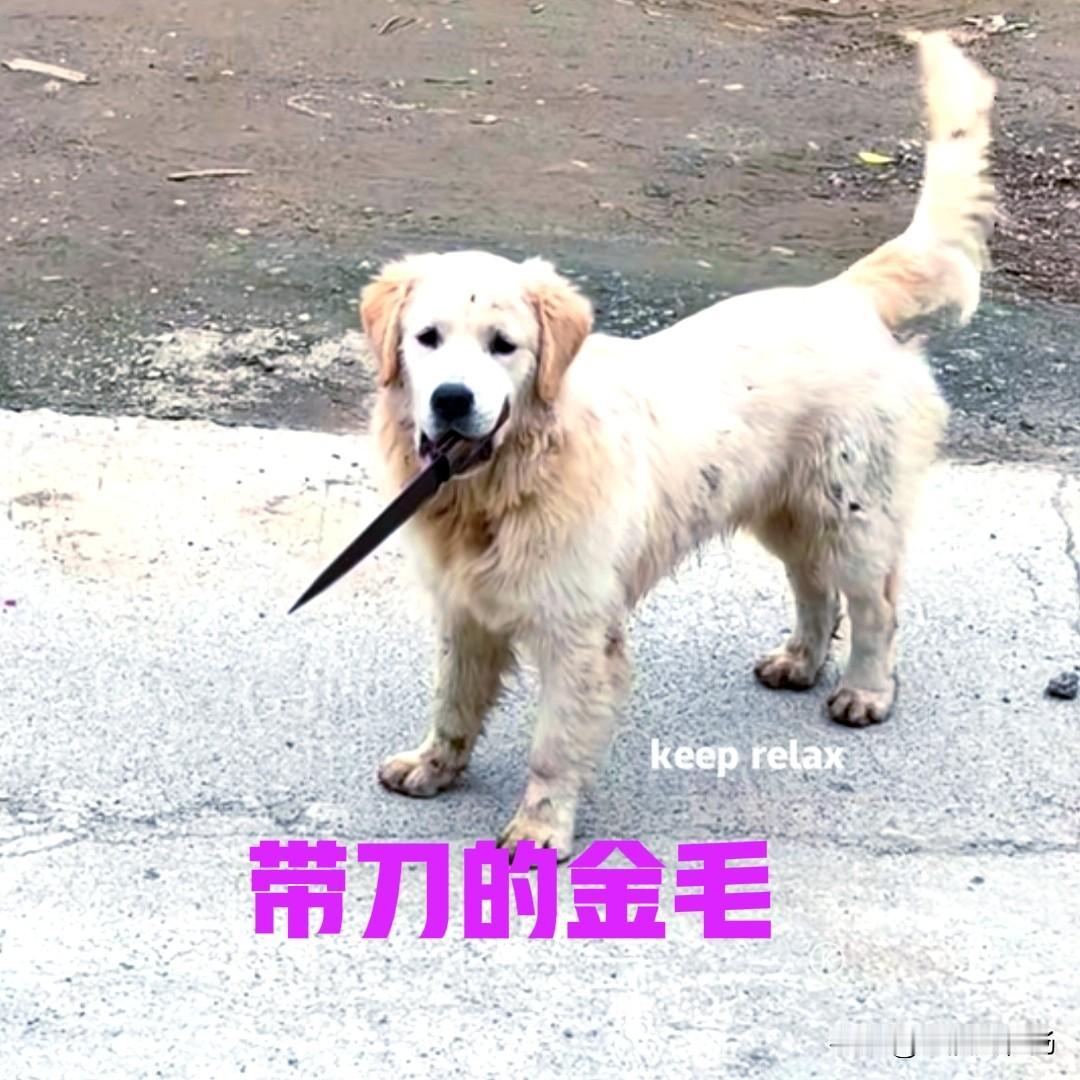 我家的土狗两个月大，邻居家的金毛三个月大，为了争一块骨头，金毛被我家的土狗收拾了