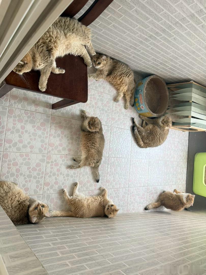 真聪明，空调扇往过吹风萌宠猫咪
