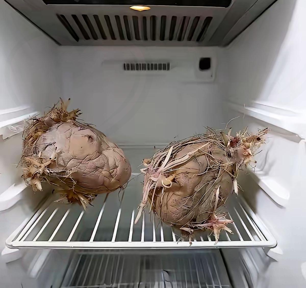 谁懂啊！朋友拍的照片让我猜这俩神秘玩意儿是啥？猜中了请吃大餐！