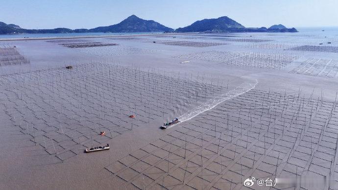 台州路桥海上菜园养殖忙​寒露时节，路桥金清镇沿海浅海竹竿纵横，连片紫菜养殖铺展成壮阔的“海上菜园”。