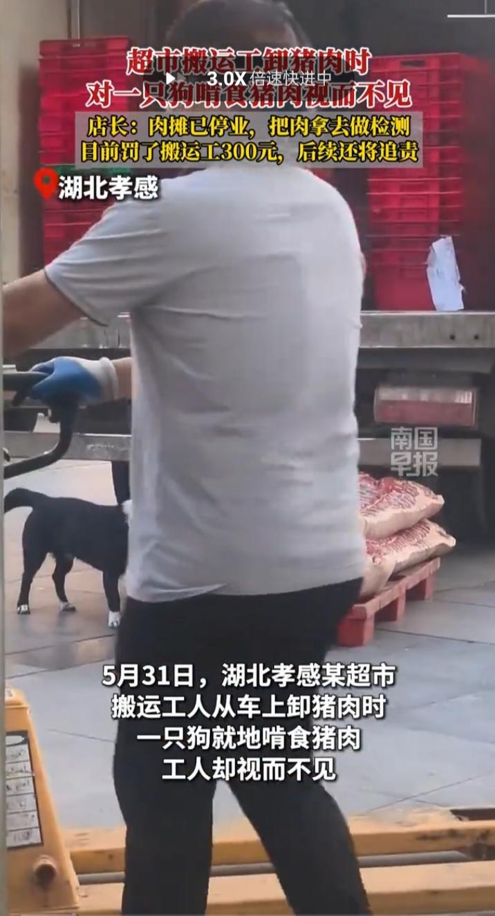 5月31日，湖北孝感某超市，这一幕看得人直冒冷汗！工人卸生鲜猪肉时，一条黑狗直接