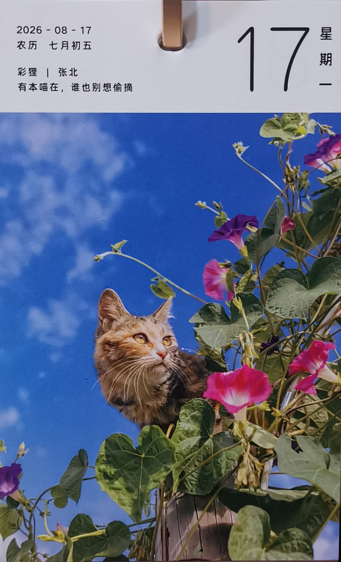 猫宁。今日多帅强弟。一日二猫，洋猫玩球，中猫嗅花。