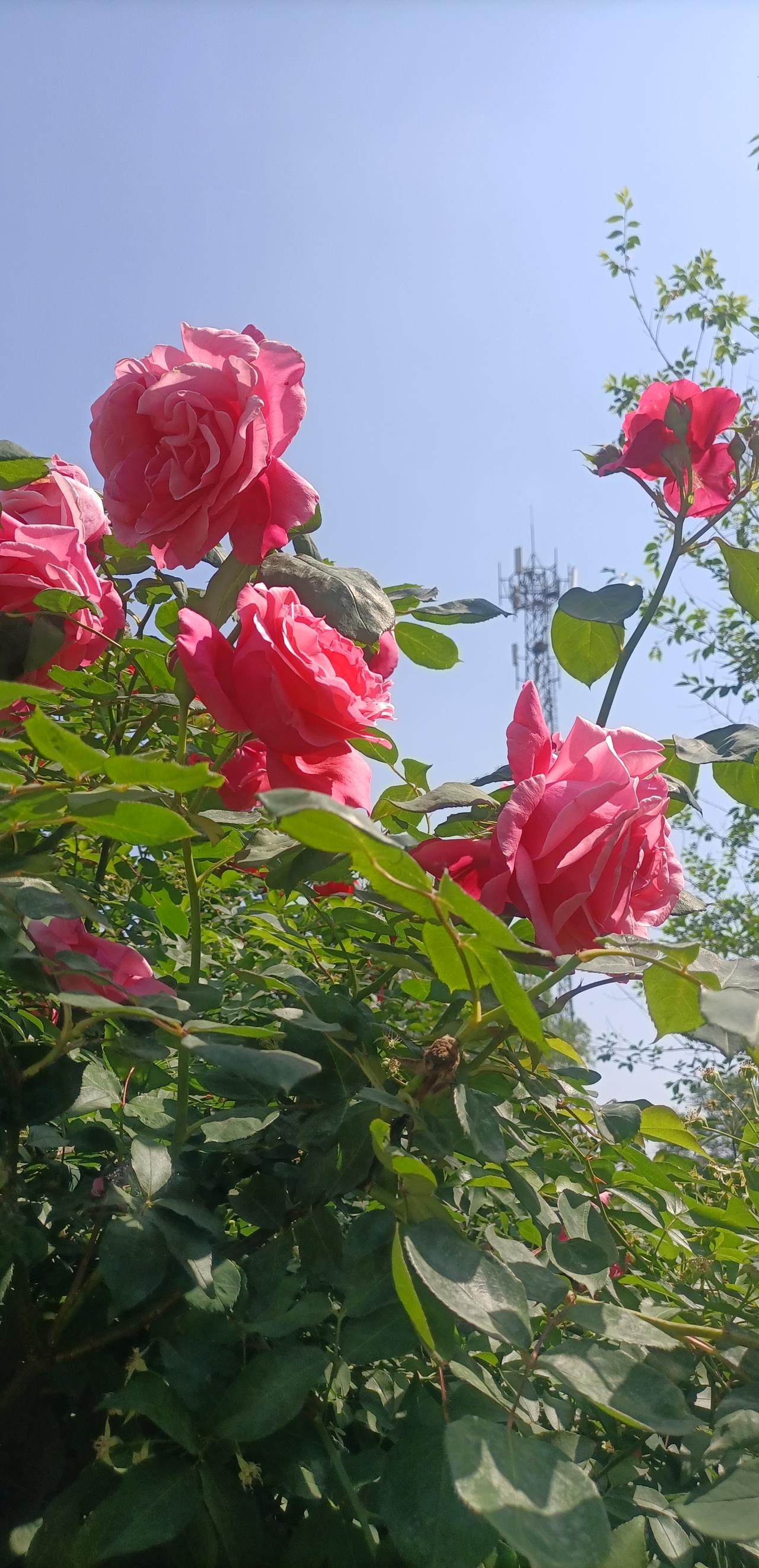 【春之韵·是花自然香】真心话茶局是花自然香，是爱自然长。手机摄影分享