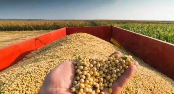 近邻俄罗斯大豆为何不入中国眼？3大硬伤让万吨订单绕道美巴