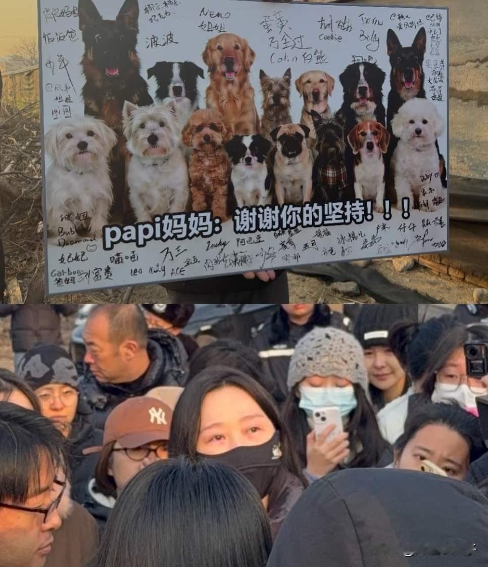 问问大家，如果你们小区里有这十几只狗到处乱窜，到处拉屎撒尿，你们接受吗？