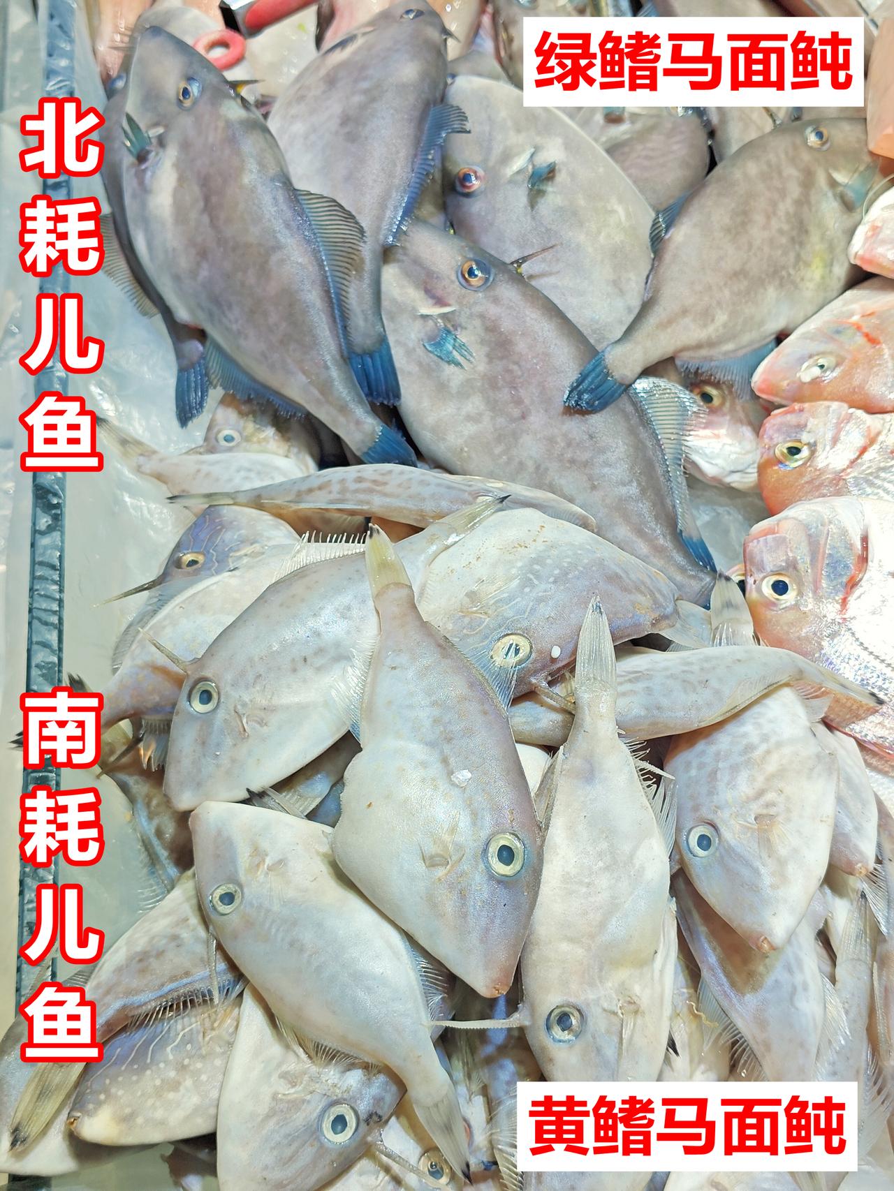 南北两种耗儿鱼：黄鳍、绿鳍马面鲀内地朋友以前吃到的耗儿鱼，主要有两种：1
