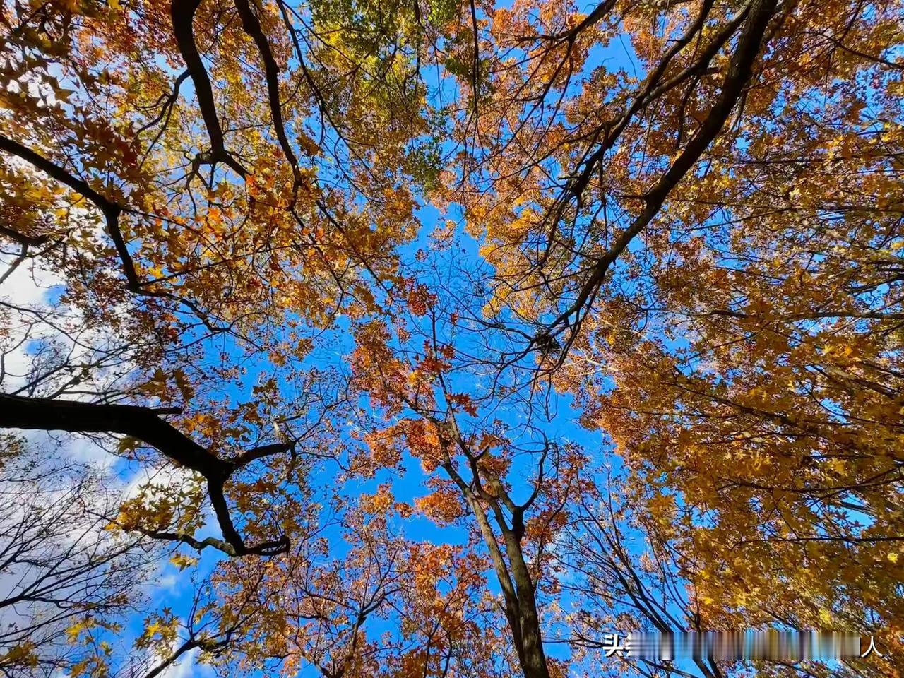 我邻居阿姨今年51岁，早上还在扫院子，突然说头像炸开一样疼，腿一软坐地上了。