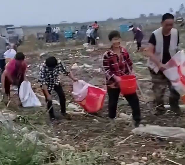 家人们，最近这哄抢事儿真是看得人血压飙升！安徽宿州土豆地被几百人天天抢，江苏徐州