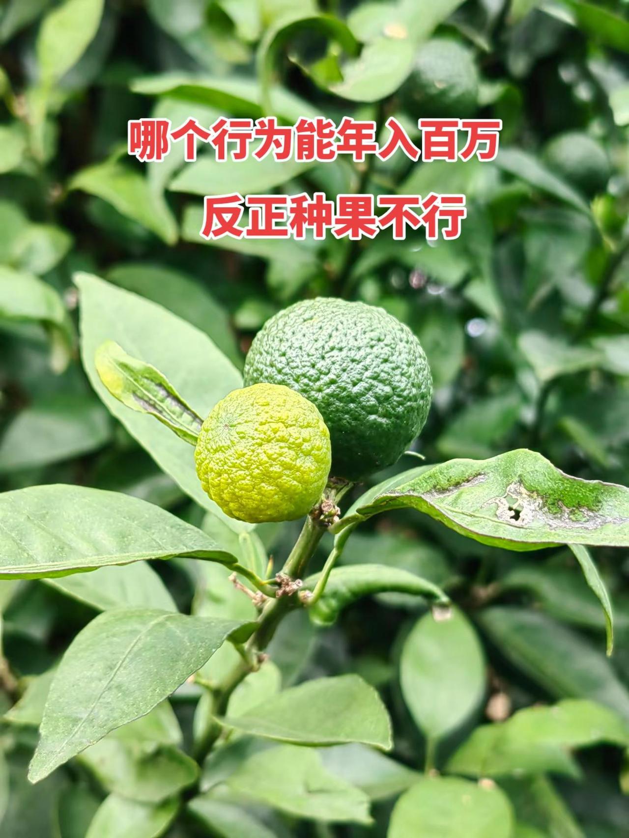 都七月份出现这种粗皮果、小果发黄，根据叶片有穿孔破损的情况，可能是前期虫害遗留伤