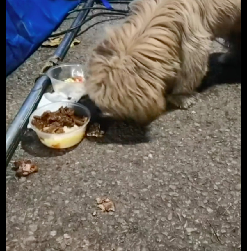 【交警喂了流浪狗一碗饭后，它就陪着她一起值班站岗，感恩的狗子！】狗狗是一种非常懂