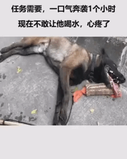 因任务需要，警犬一口气奔袭1小时，现在不敢让它喝水，心疼了！