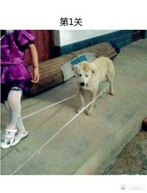 养汪千日，用汪一时！心疼汪，可还是忍不住笑了[笑着哭]​​​