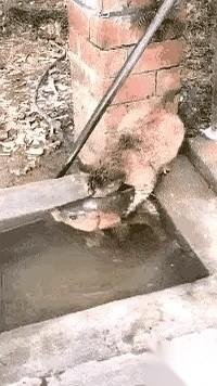 那只猫，就那么当着所有人的面，从鱼的背上，活生生地撕开了一个口子。鱼还在挣扎，