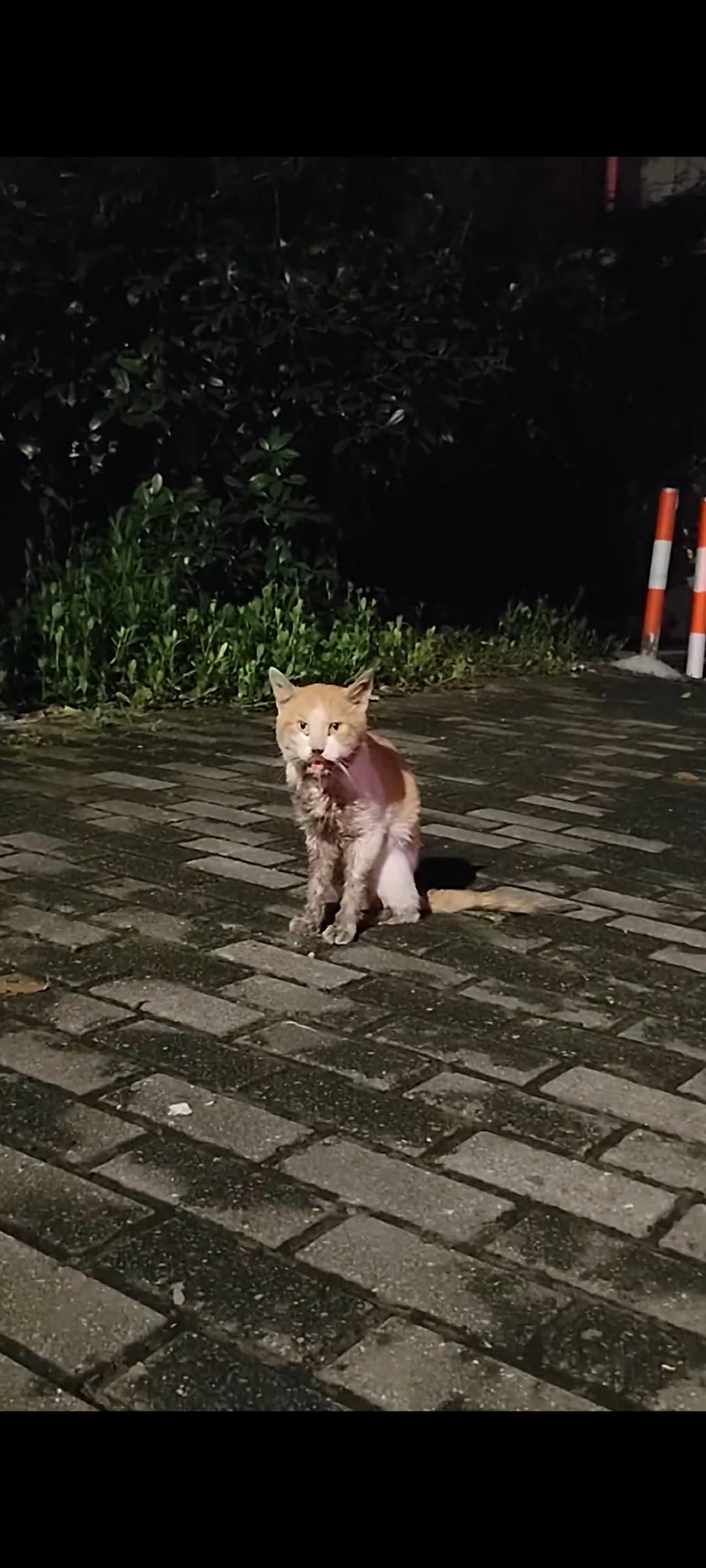 即便这只流落在街头的猫咪，已经患上了非常严重的口炎和一些不确定因素的疾病，但是她