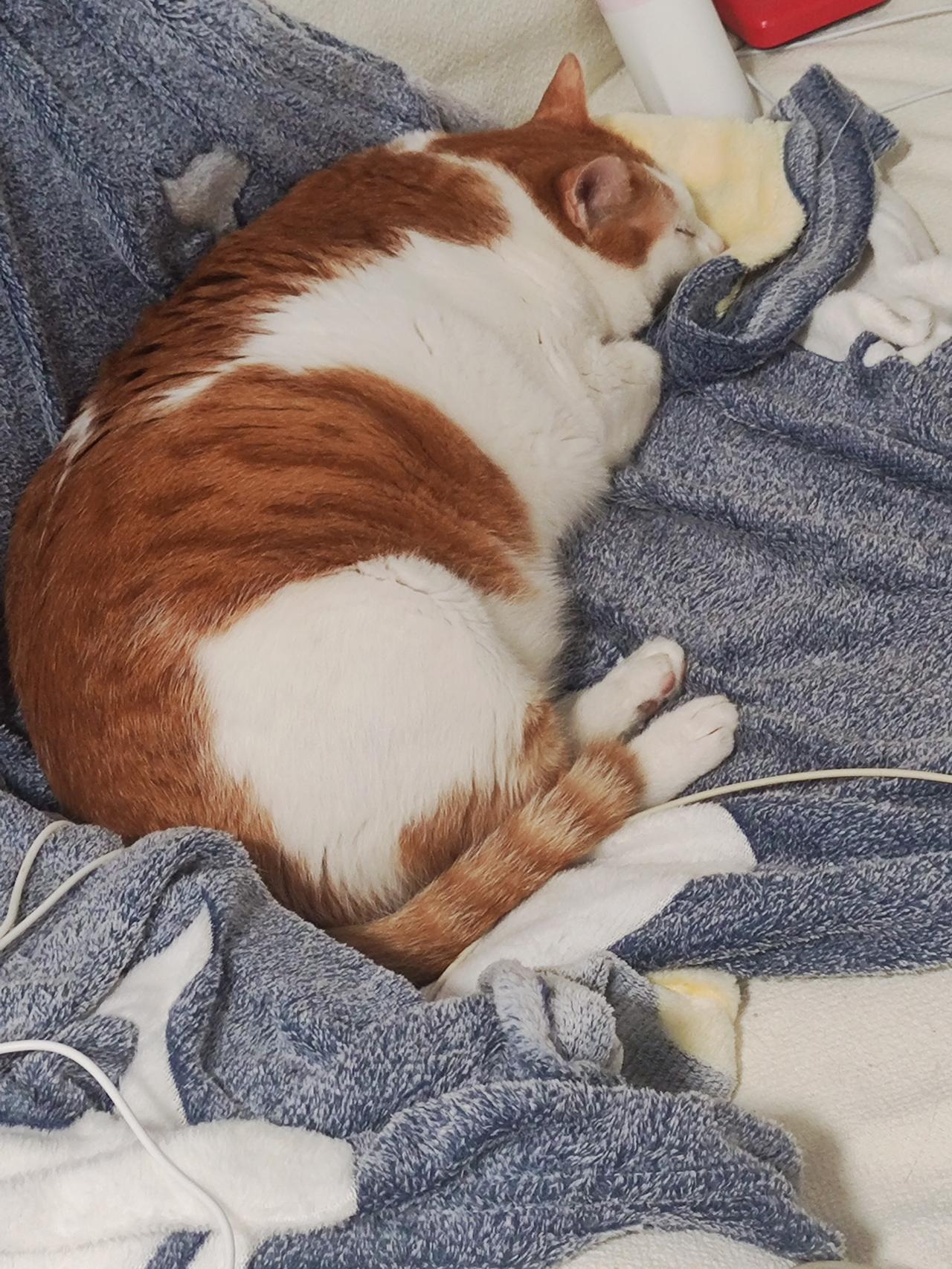 慵懒猫咪蜷缩在柔软的毛巾上，享受着惬意的午后时光。🐱💤🌟