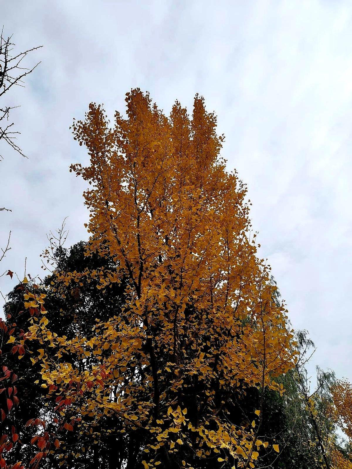 “饿到睡不着，反而更胖”——这不是段子，是美国糖尿病研究院刚算出的账：极端节食7