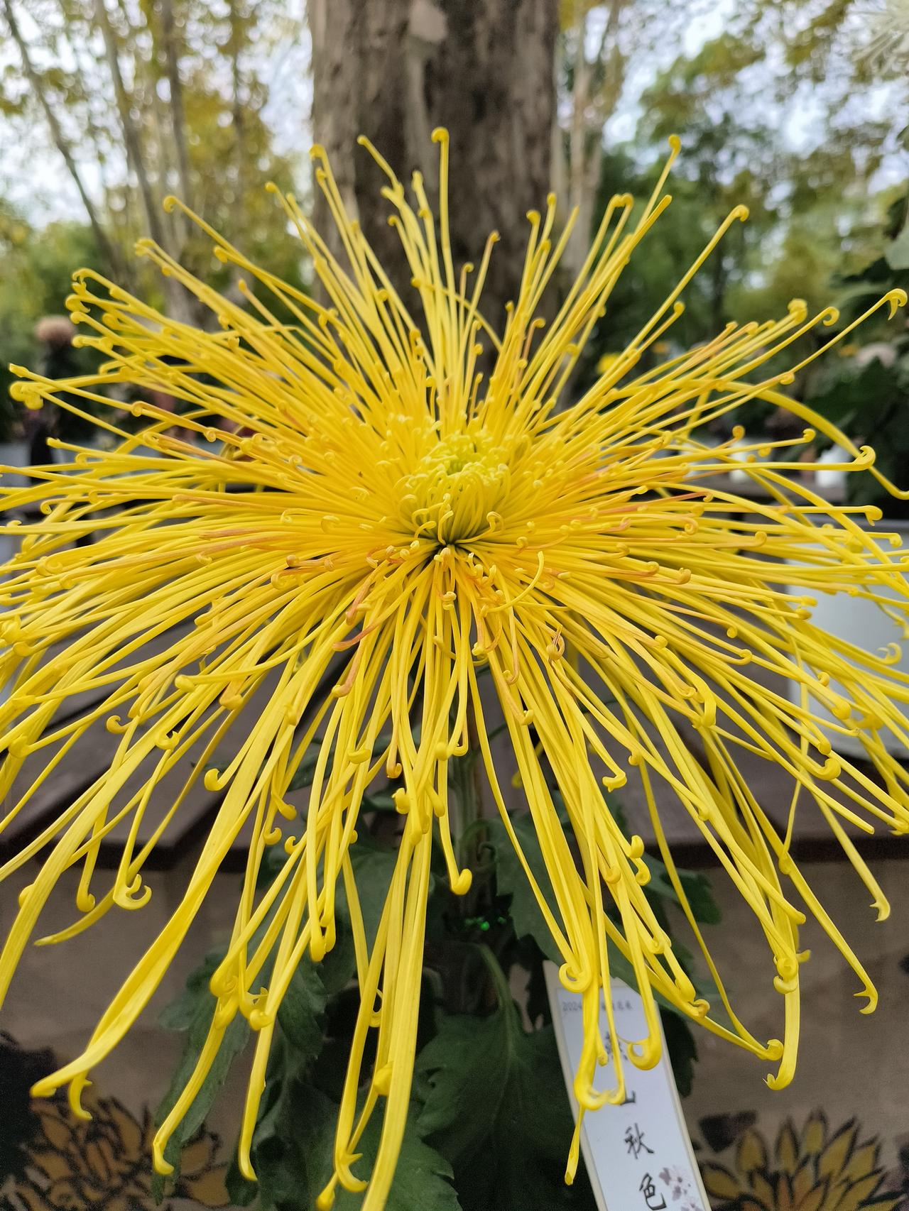 花草🌿日记~🌸🌸🌸🌸共青森林公园菊花展随手拍实景图分享！202