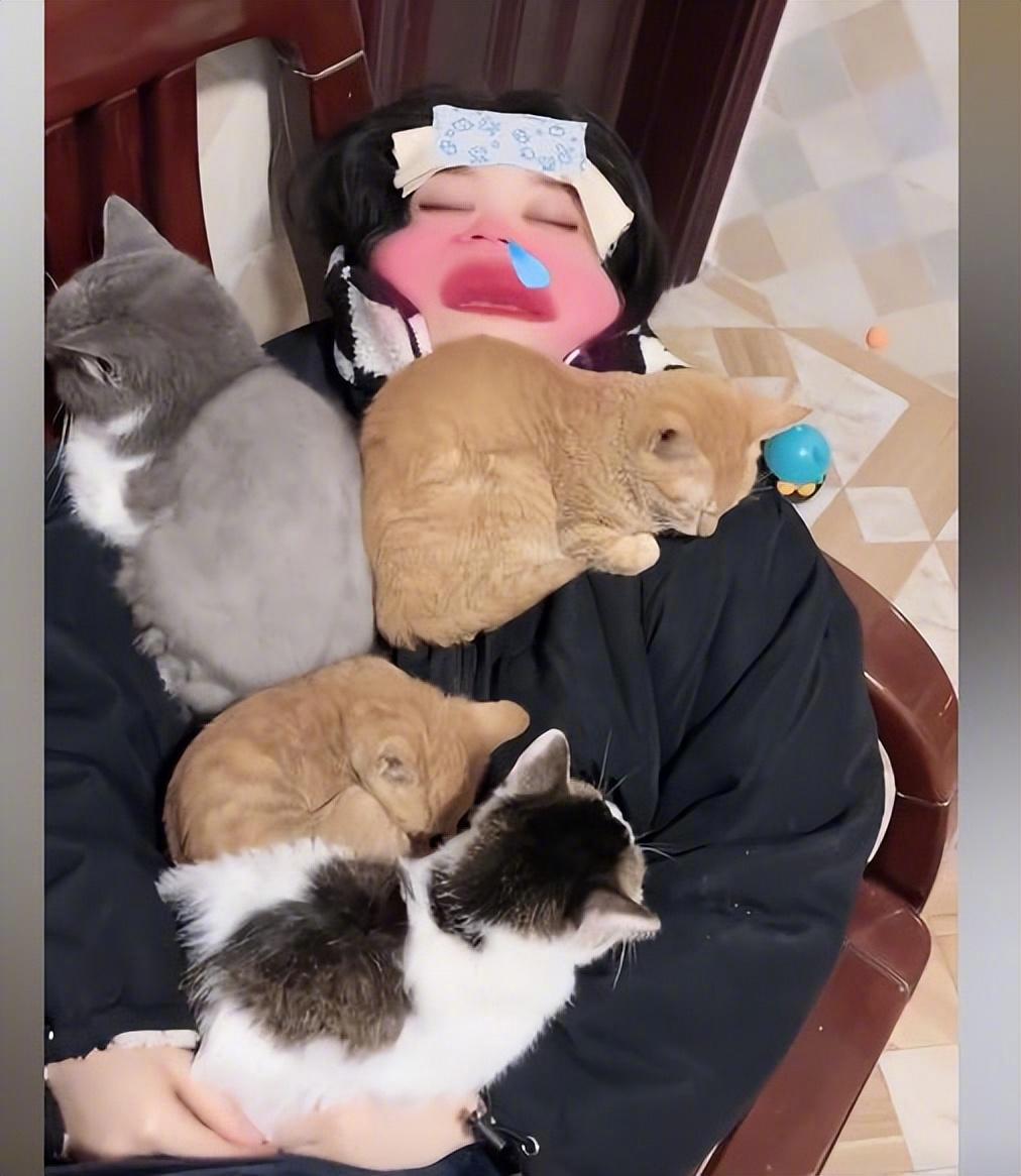 女子阳性高烧不退，4只猫陆续窝到主人身上：咋还“长猫”了呢？女子家里养了4只猫咪