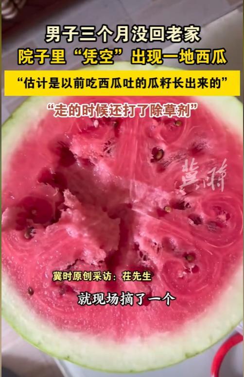 “无心插柳柳成荫！”男子三个月没回老家，打开门的一刹那，惊呆了，院子里居然凭空出