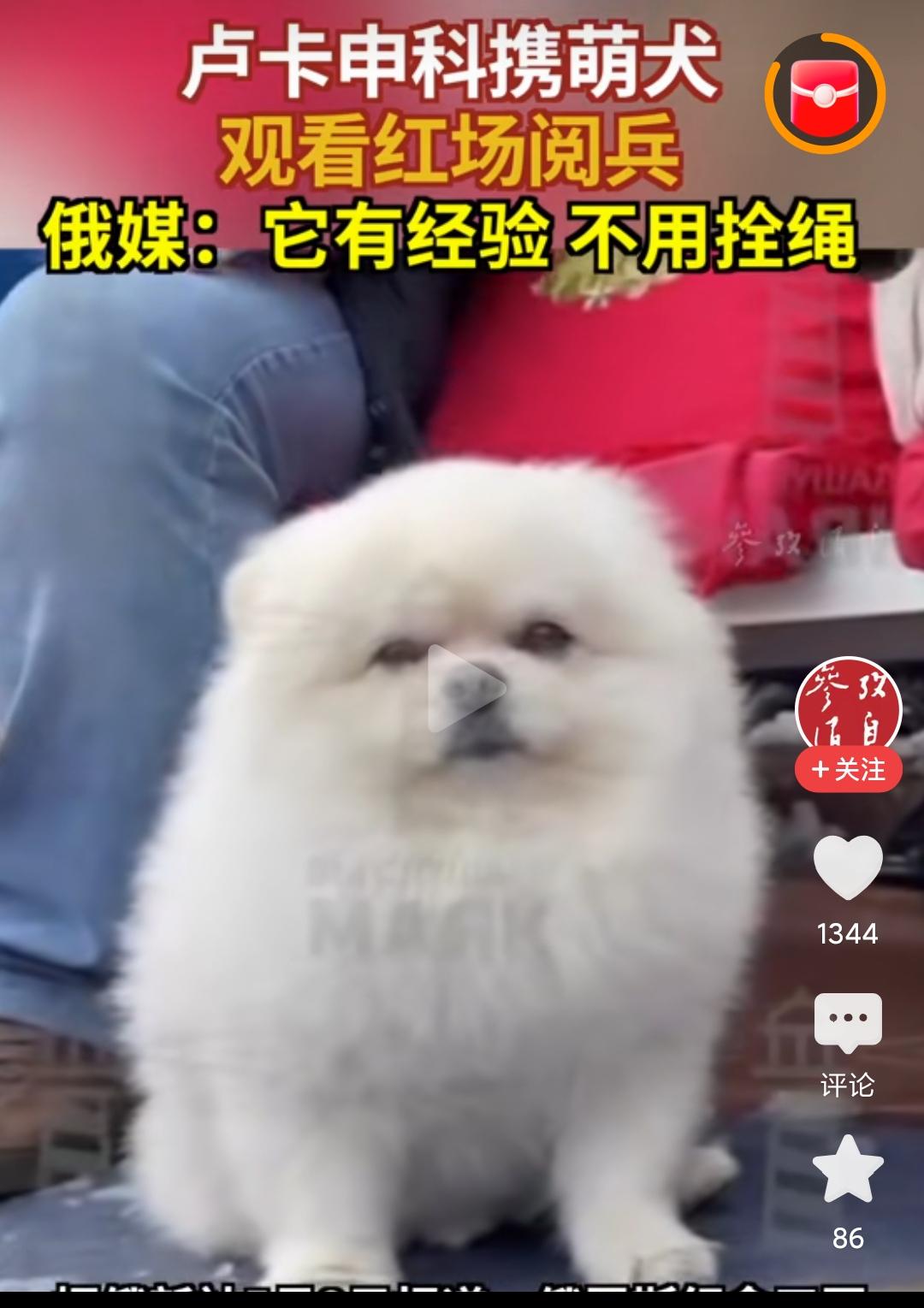 白俄老卢出国访问，不带老婆，不带孩子，带着一条娇小雪白，娇憨可爱的宠物狗。到了