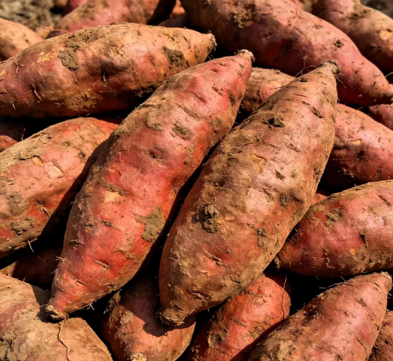 看到这新闻，真是让人无奈。1月18号，央视曝光云南建水，满地的红薯没人收，全烂