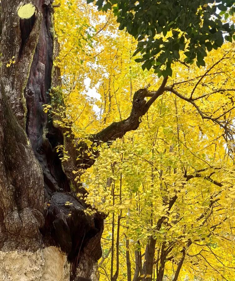 婆婆是人间清醒。她几次对公公说，让公公不要收邻居随手送的青菜、萝卜、芹菜、番