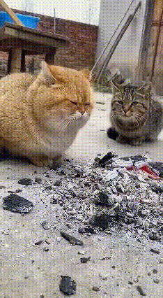 笑不活了！狸猫一个喷嚏，把橘猫坑成“黑脸包公”天冷了，橘猫和狸猫组团烤火，