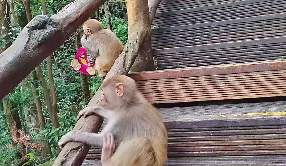 一位阿姨去景区旅游，在景区顺着栏杆游玩时。一只猕猴站到了她身后，伸手拽扯阿姨的头