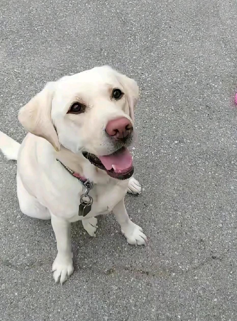 芬迪的笑容回来了，眼睛亮亮的，有光了，与原先“判若两狗”！有网友去大连导盲犬基