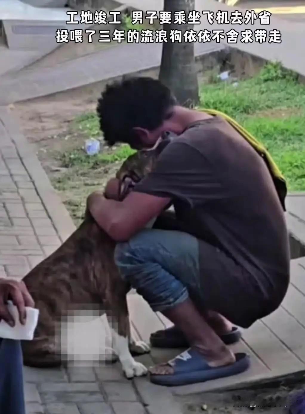 工地竣工，他即将乘飞机远赴外省，本以为是一场普通的告别，却被一只流浪狗死死缠住。