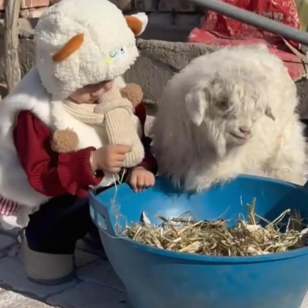 “装死的小羊羔”背后的温情与智慧：一个农村小故事折射的人性深处宁夏石嘴山平