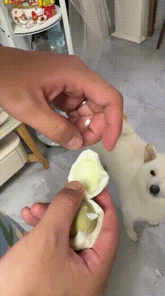 真的被这只聪明的狗子逗笑了！养狗的人都知道，给狗狗喂药绝对是大型难题。视频
