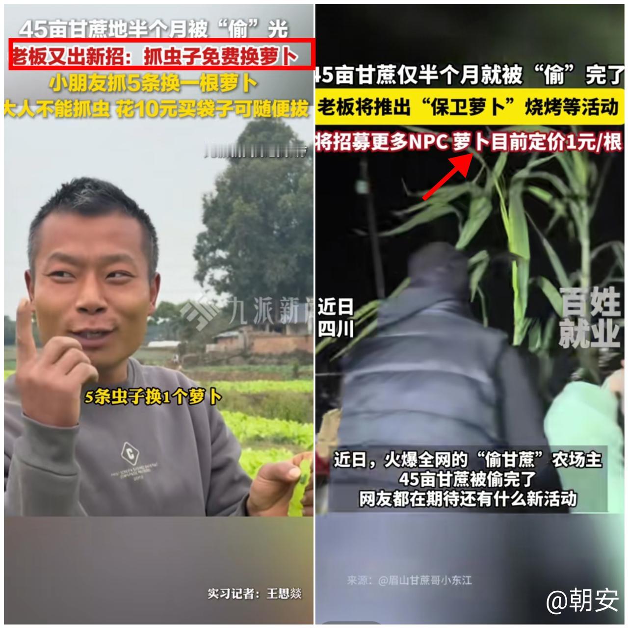 这老板也太会玩了！45亩甘蔗地半个月被“偷”空，转头就出抓虫换萝卜的新招，5