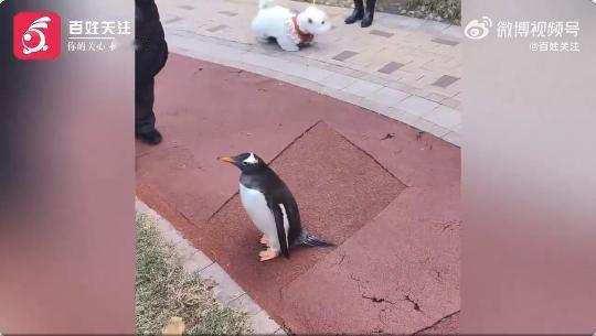“有人溜企鹅！”11月7日，黑龙江哈尔滨，某小区里，一位女子牵着一只企鹅散步，该