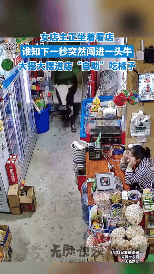 “胆大的没边了！”西藏一女店主看超市时，听到门口传来了走路的声音，本以为是顾客，