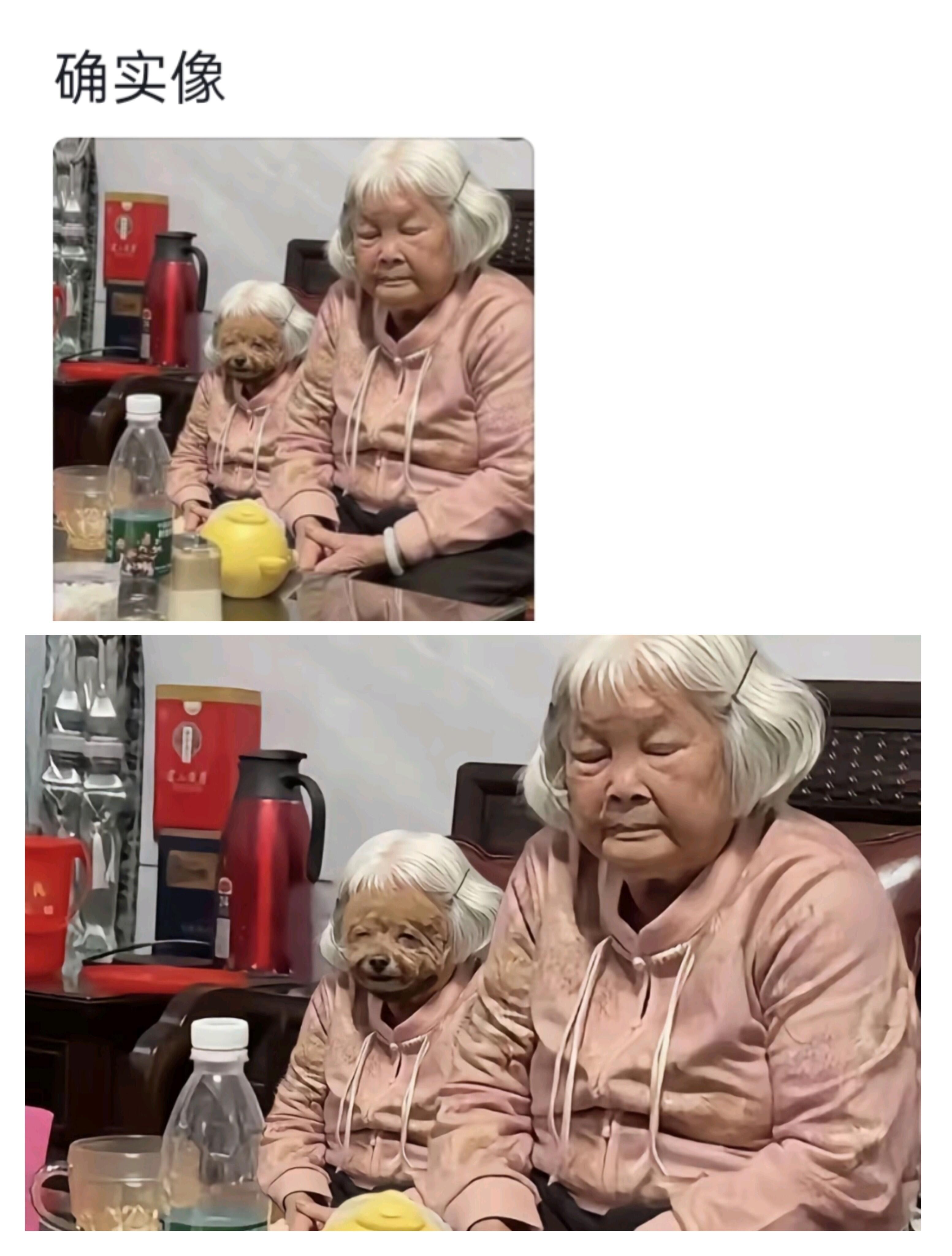 听说狗狗越长越像主人？​​​