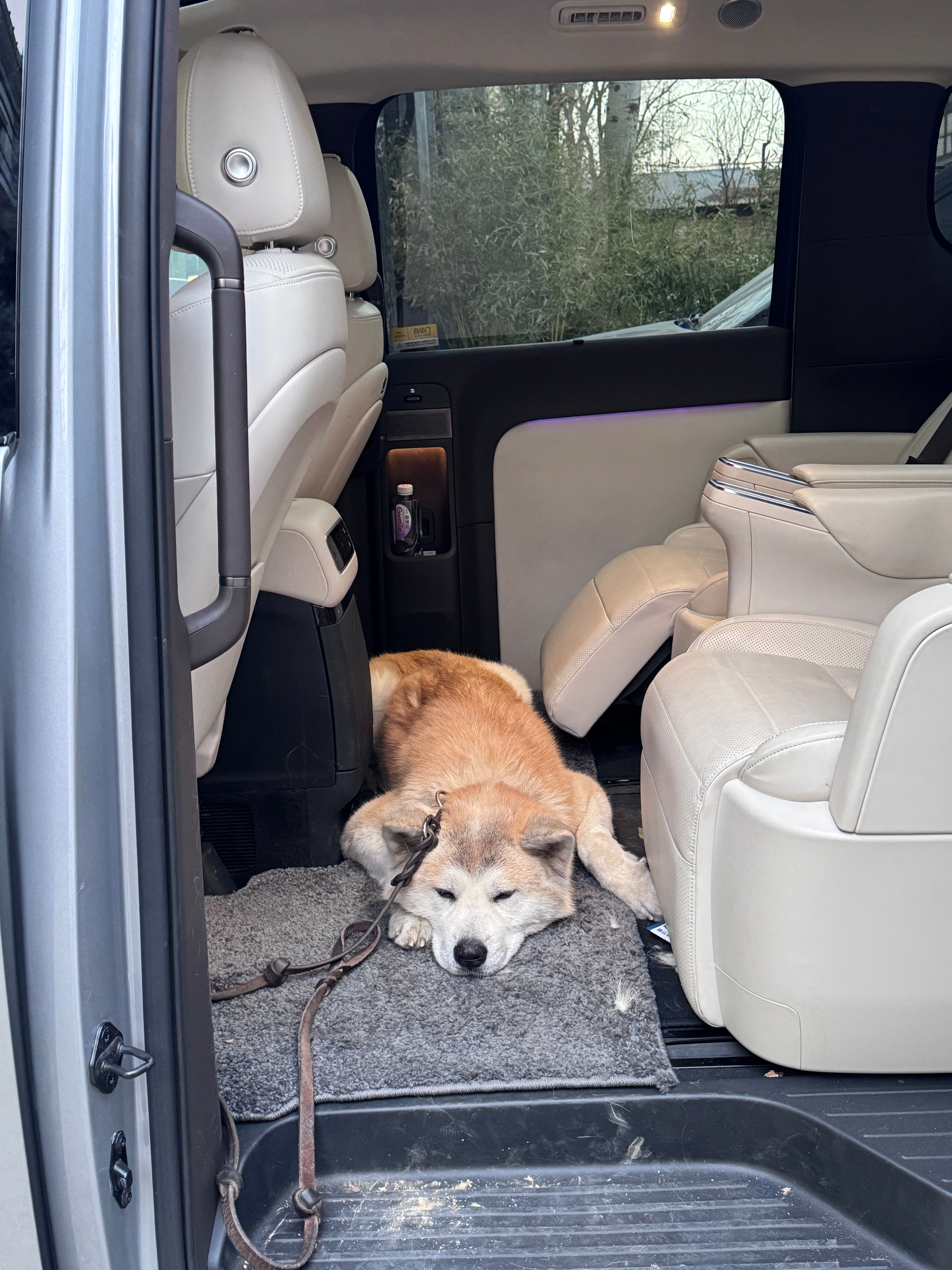 相册突然给我推送了2月份黄金在mega上的照片[哭哭]因为它拒绝挪窝给我让座，我