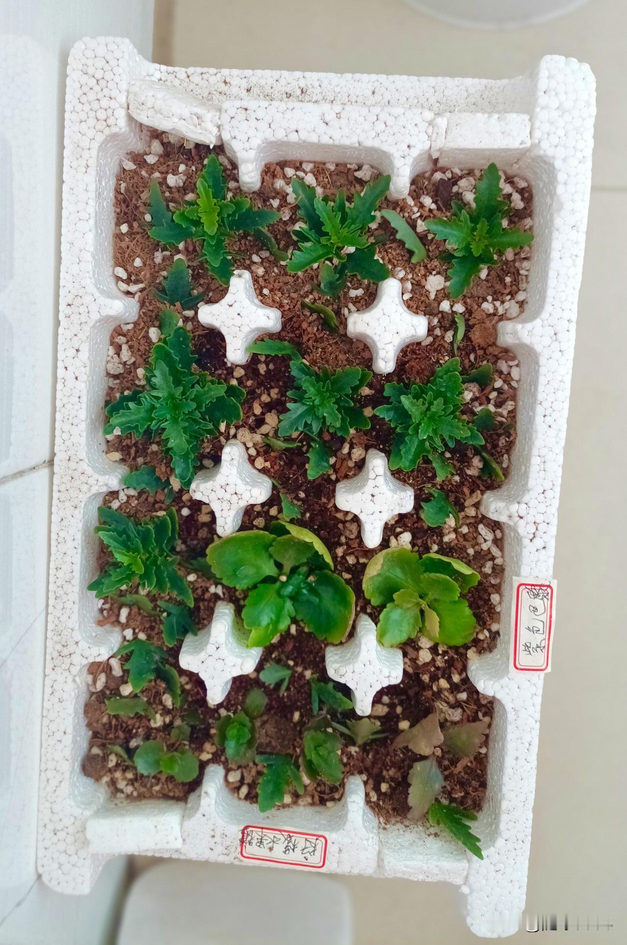 喜欢养花的人都好聪明呀，总能就地取材，把身边的废弃物巧妙利用起来，真是太有智慧了