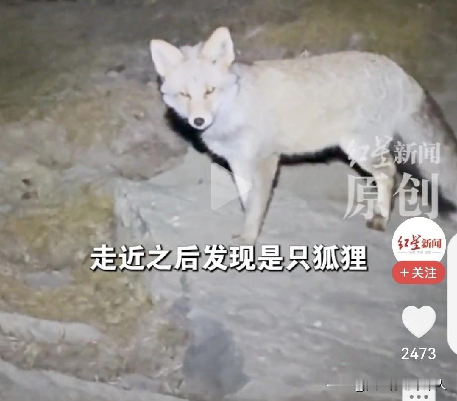 五台山狐狸“救”人？当事人哭着感谢，专家一句话把网友骂懵了“那狐狸回头看我