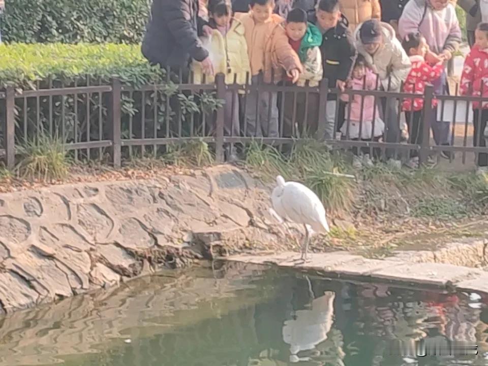 去西安市兴庆宫公园游玩，被里面的白鹭惊艳到了！12月28这天，游人就能看到一只