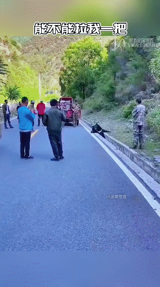 一只黑熊不小心卡进了路边沟里，前爪扒着路面扑腾半天，半个身子悬在沟里动弹不得，急