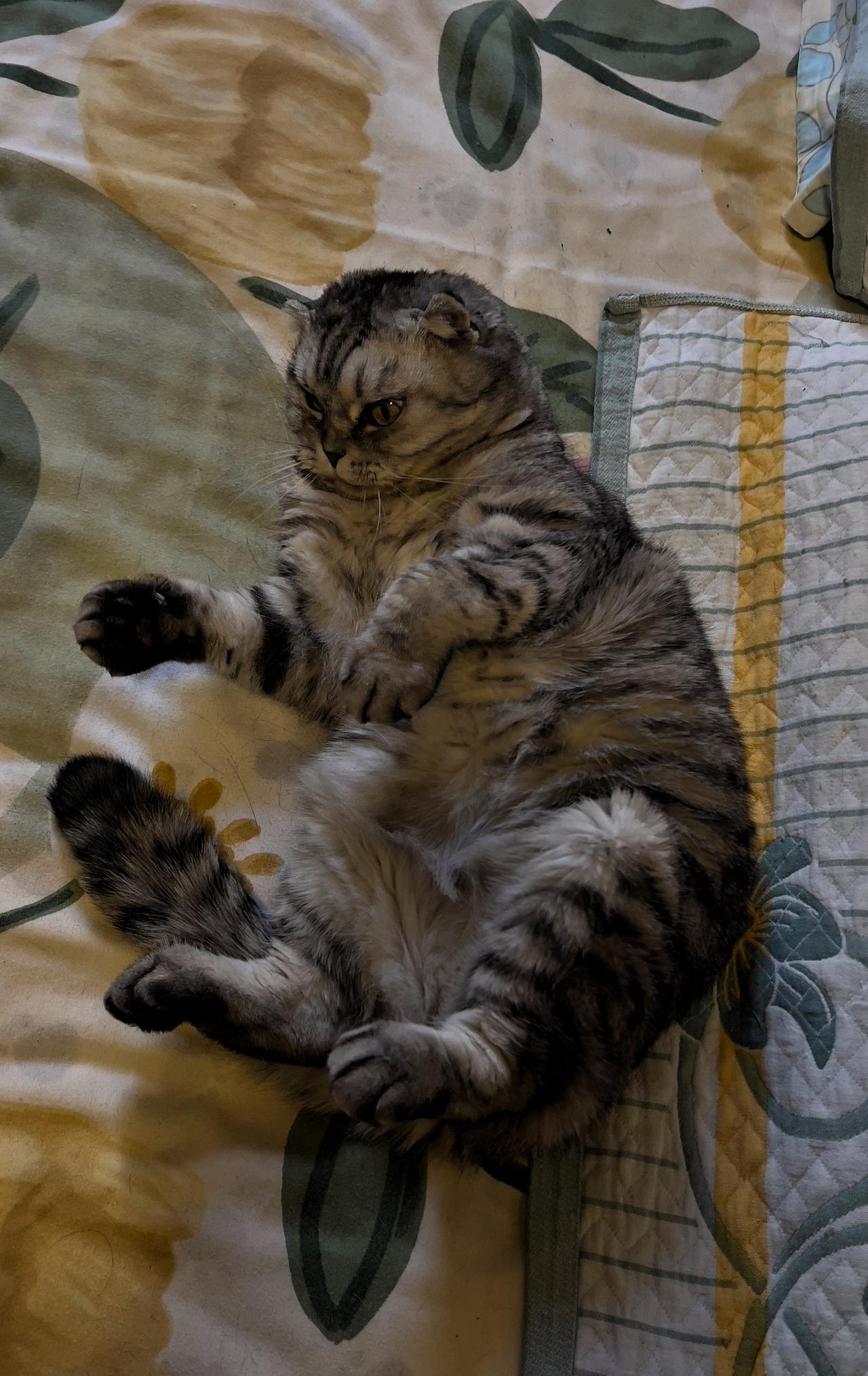 我可爱的小猫咪，它带给我们的快乐是最大的享受.