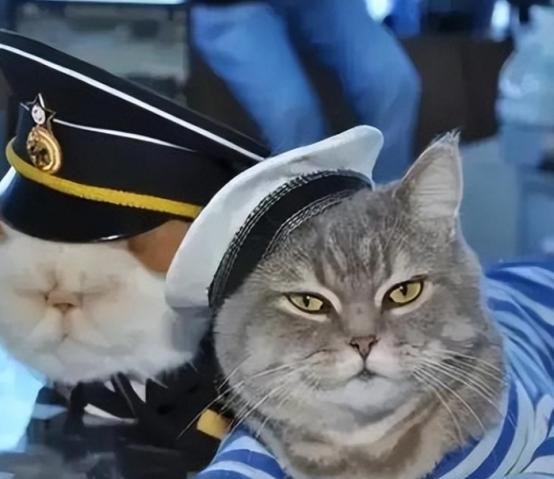 航母上为什么要养猫？是为了抓老鼠？那你就错了，现在航母上的猫可不是为了抓老鼠，而
