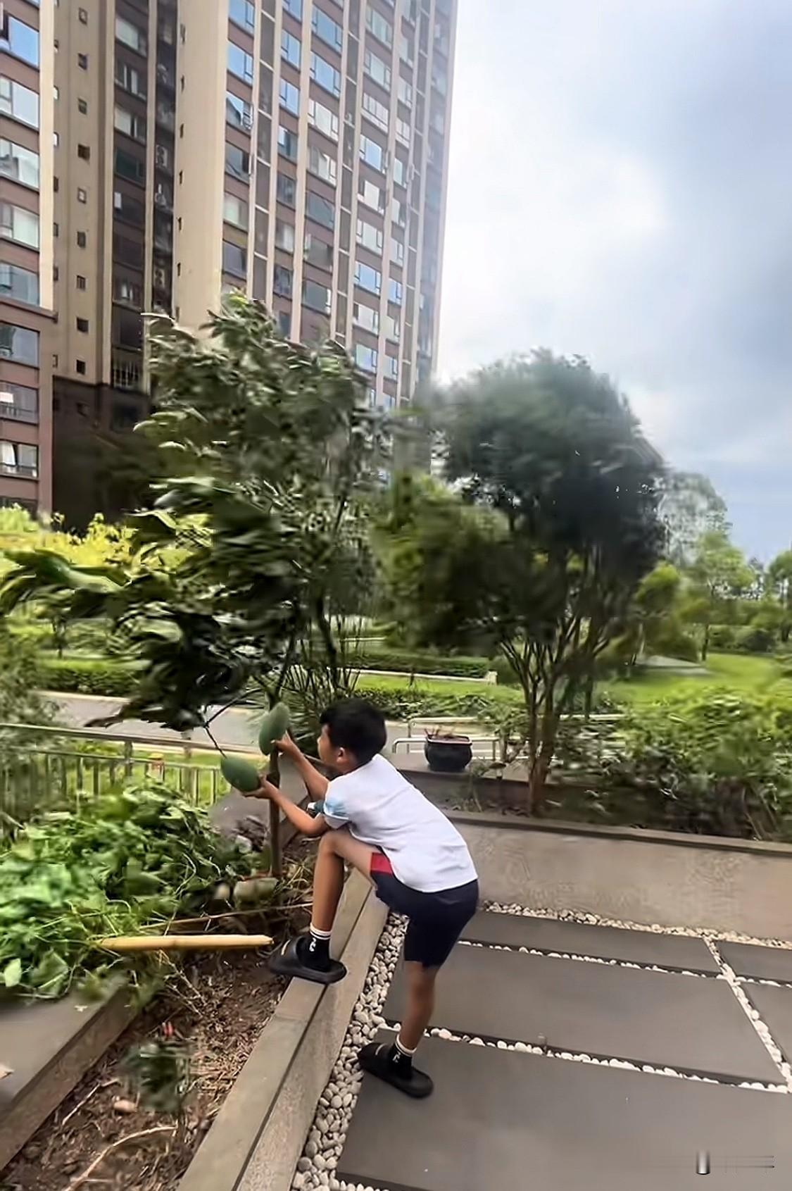 台风天，为了两个芒果，这孩子也不容易啊！