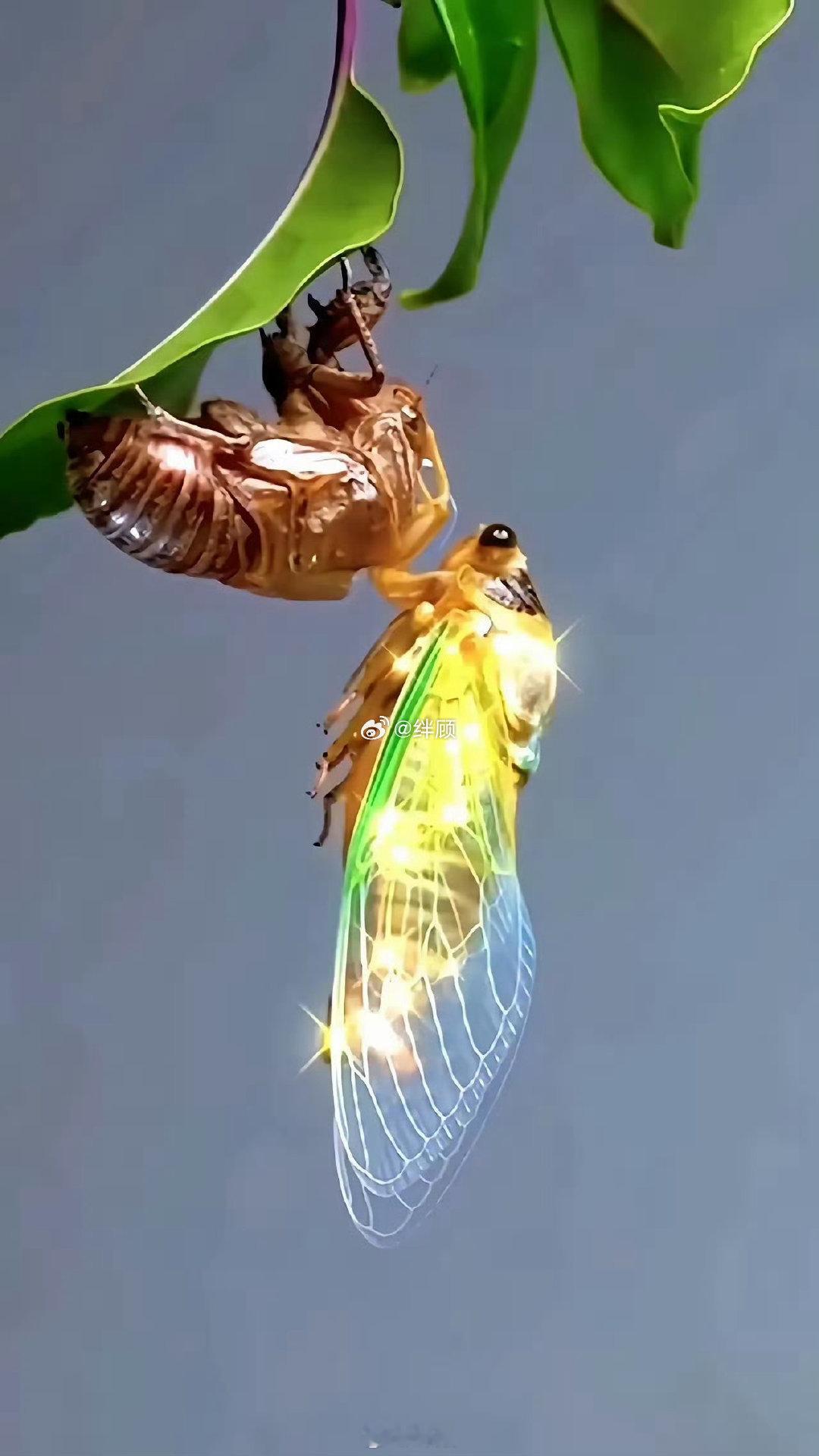 金蝉，见者财源滚滚来​​​
