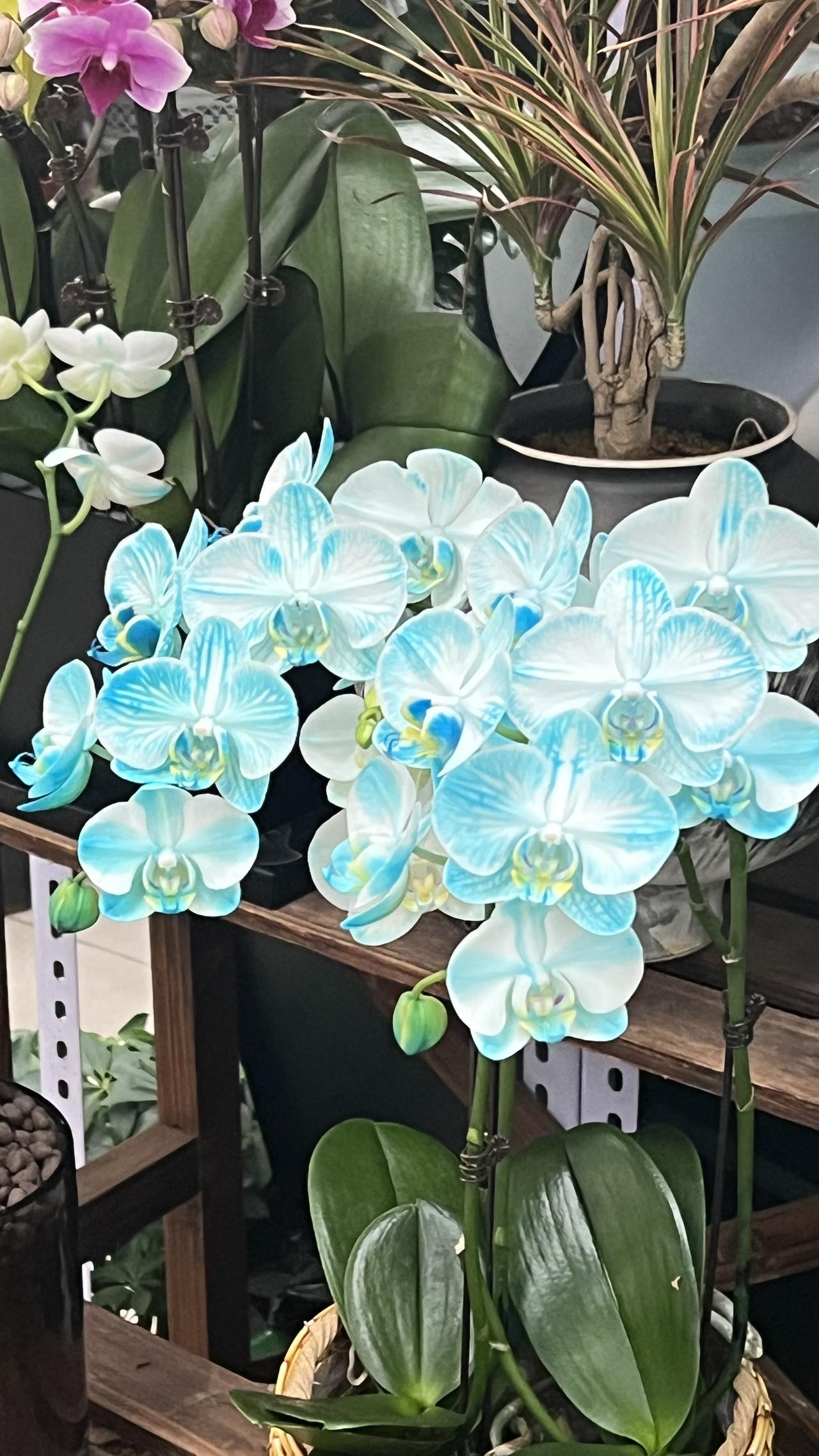 【原创】盆栽花卉：蓝色兰花真漂亮，像艺术品一样！