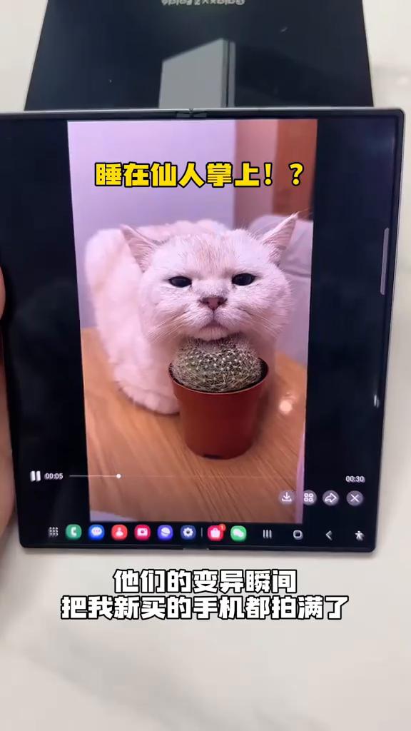 我发现我养猫是真有天赋，家里的猫养着养着全变异了，它们的变异瞬间把我新买的手机都