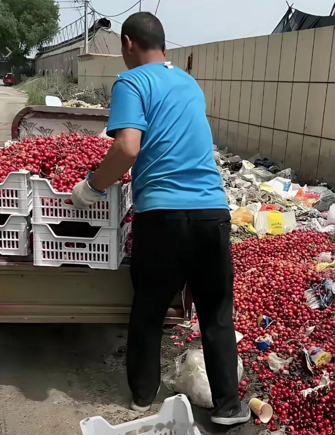 这是哪个地方的车厘子，居然滞销成这个样子了吗？倒掉真的也太可惜了吧！！