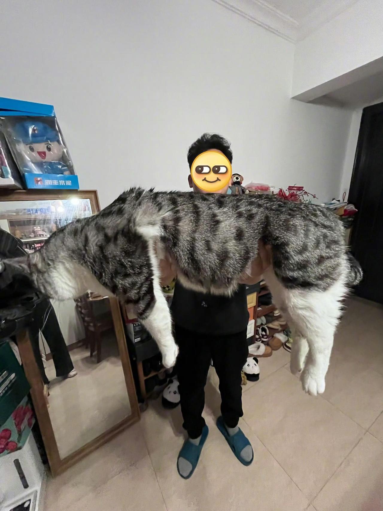 用钓鱼佬的拍摄手法拍猫