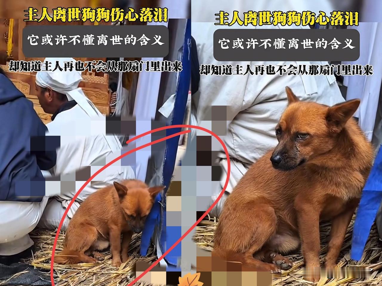 “彻底解释不清了！”山西一老人去世，哀乐一响，家里的狗狗找个角落低下头暗自伤神，